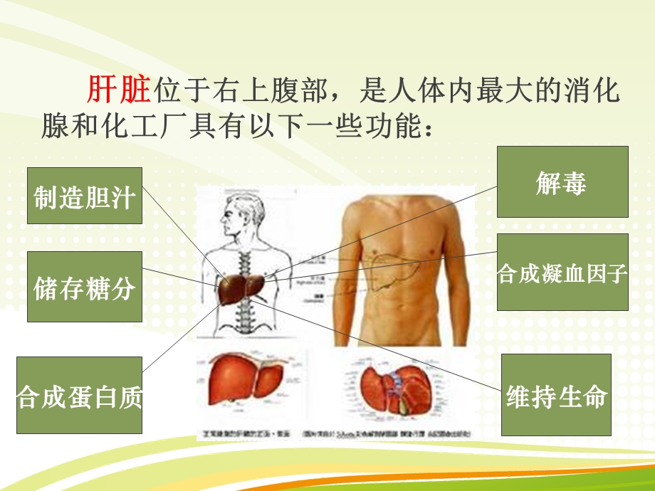 《爱肝护肝享受健康》PPT课件.ppt_第3页