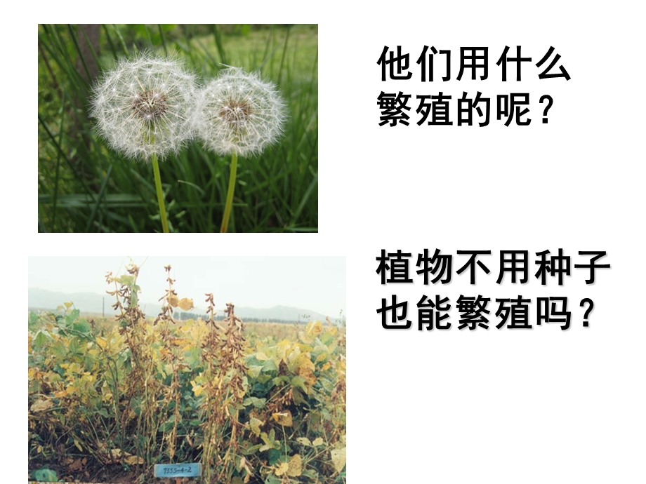 不用种子也能繁殖吗课件.ppt_第2页