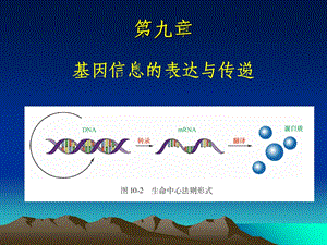 《遗传信息表达》PPT课件.ppt