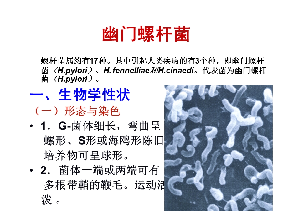 《螺杆菌属》PPT课件.ppt_第3页