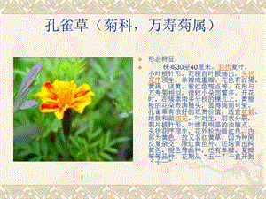 《观赏植物栽培》PPT课件.ppt