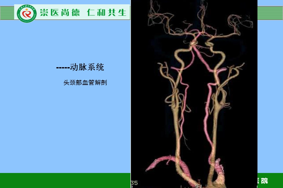 《血管解剖学》PPT课件.ppt_第2页