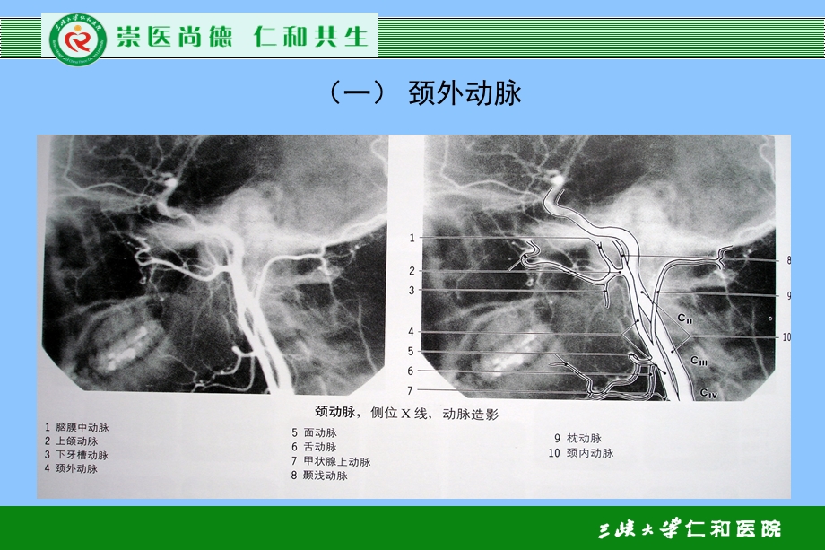 《血管解剖学》PPT课件.ppt_第3页