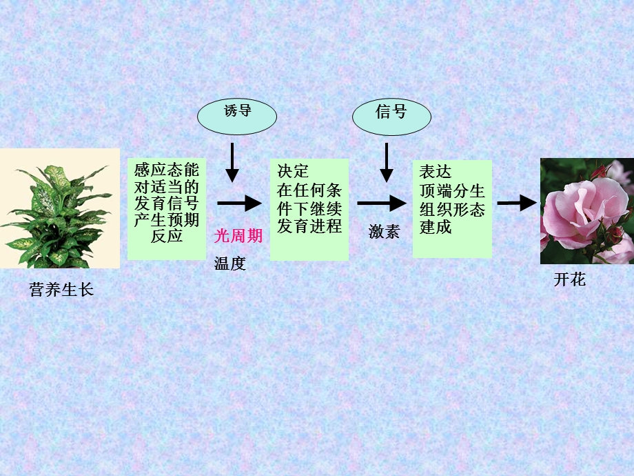 《光周期现象》PPT课件.ppt_第1页