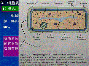 《结构与功能》PPT课件.ppt