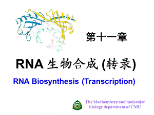 《rna生物合成》PPT课件.ppt