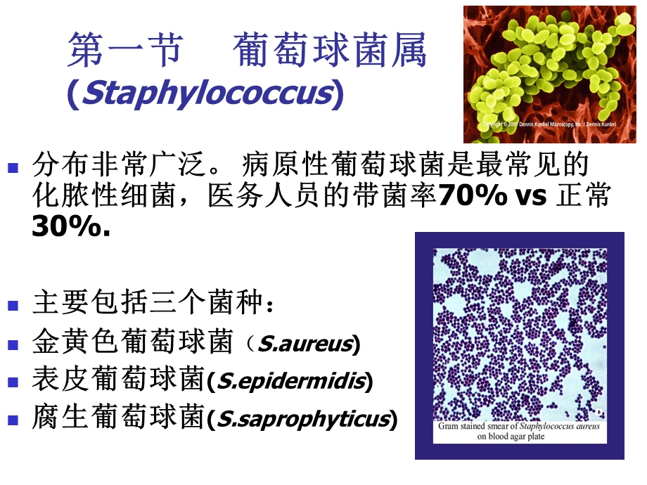 《微生物球菌》PPT课件.ppt_第2页