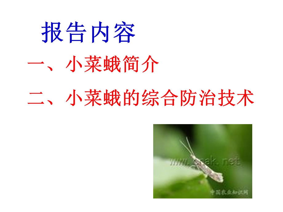 《小菜蛾特效药》PPT课件.ppt_第2页