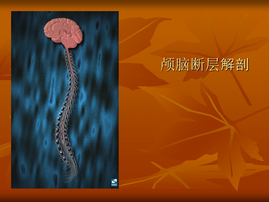 《颅脑断层解剖》PPT课件.ppt_第1页