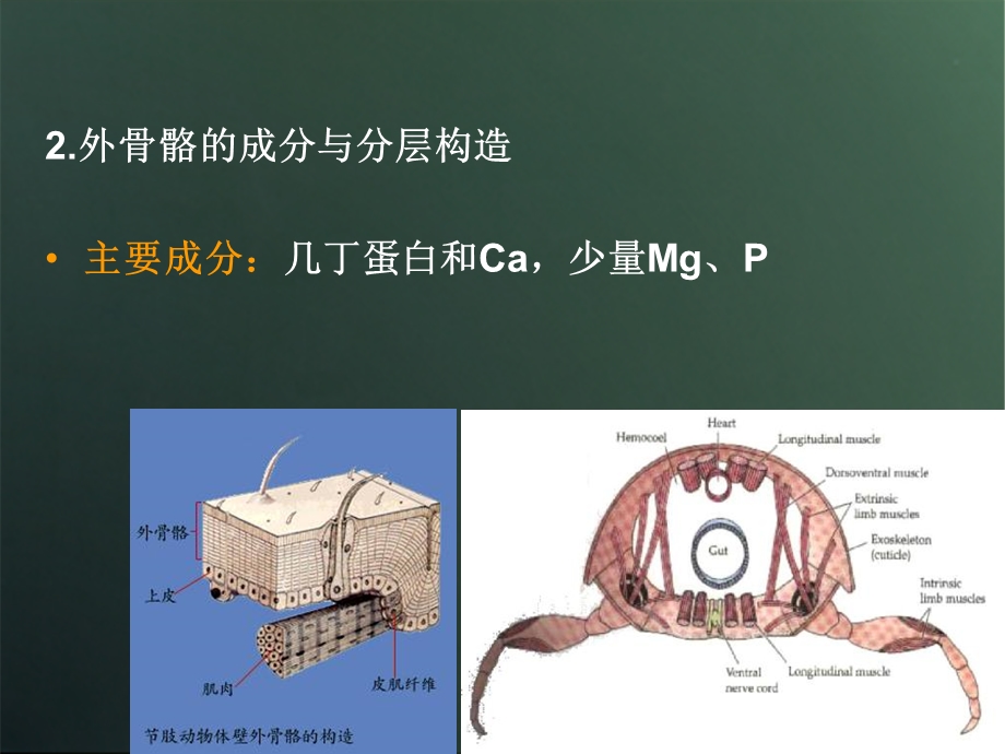 《虾蟹类的内部构造》PPT课件.ppt_第3页