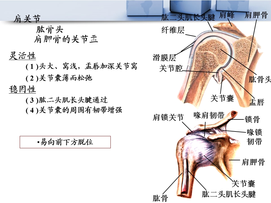 《肩部处理》PPT课件.ppt_第3页