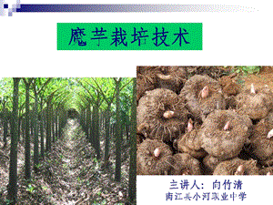 《魔芋种植技术》PPT课件.ppt