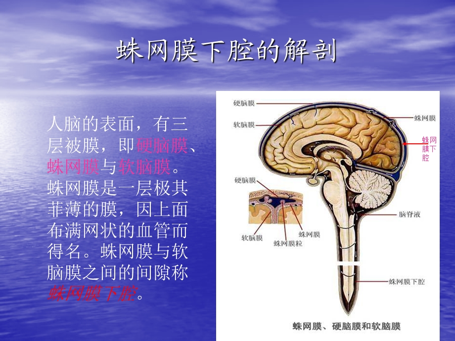 蛛血修改版.ppt_第3页