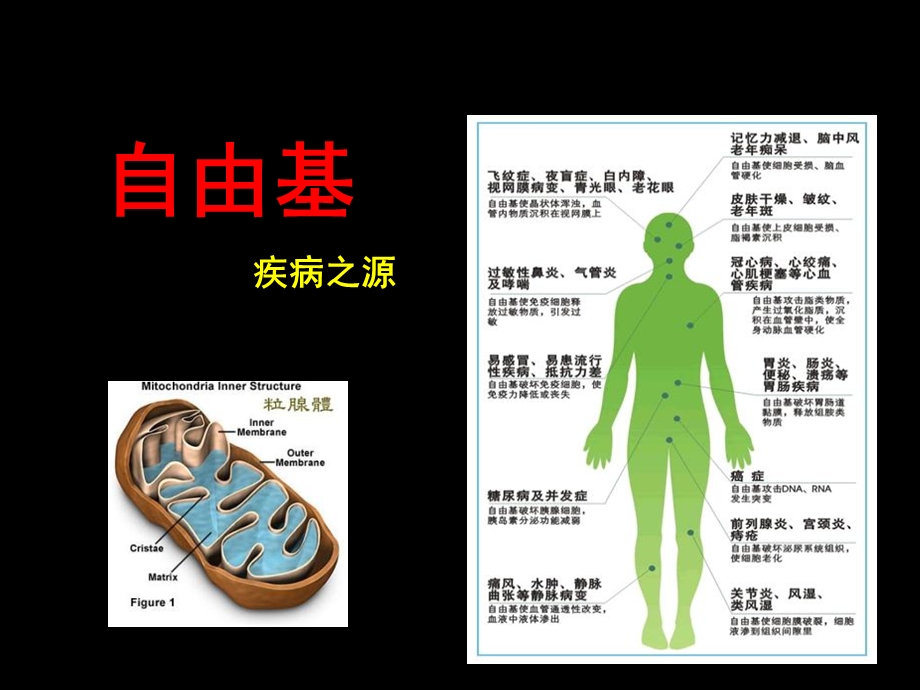 《金银杏葡萄籽》PPT课件.ppt_第2页