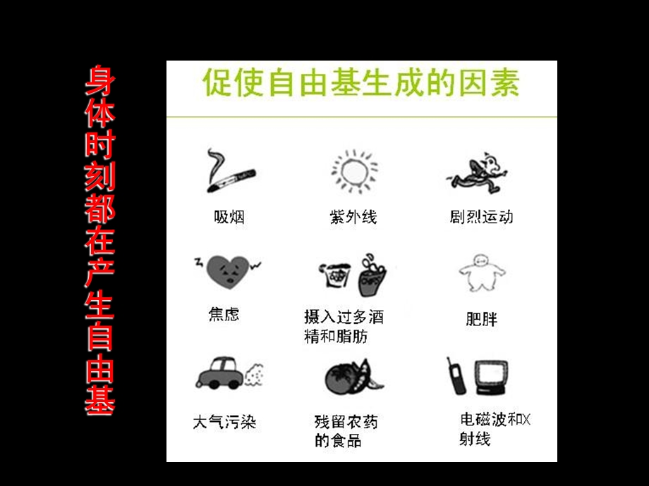 《金银杏葡萄籽》PPT课件.ppt_第3页