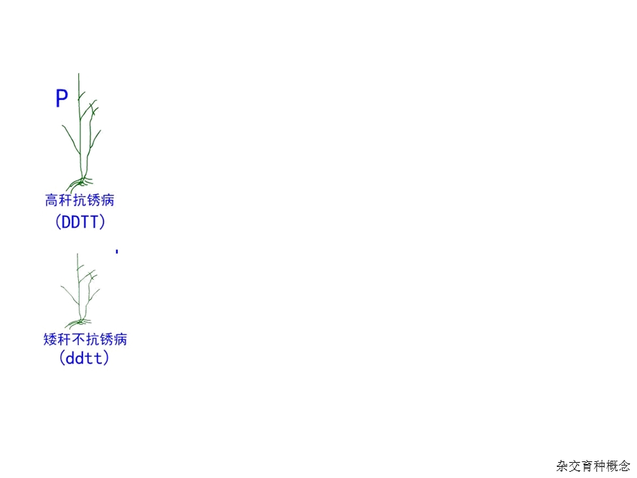 《变异与育种》PPT课件.ppt_第3页