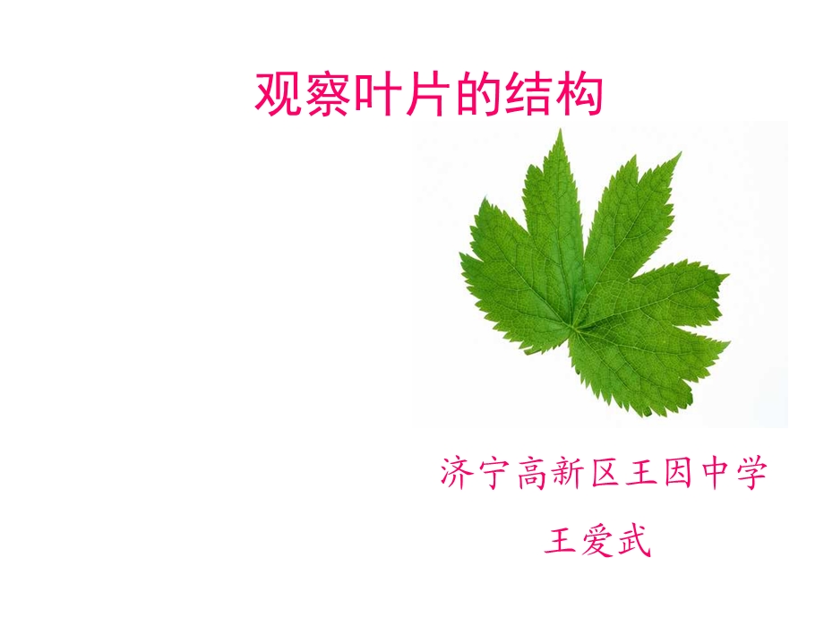 《观察叶片的结构》PPT课件.ppt_第1页