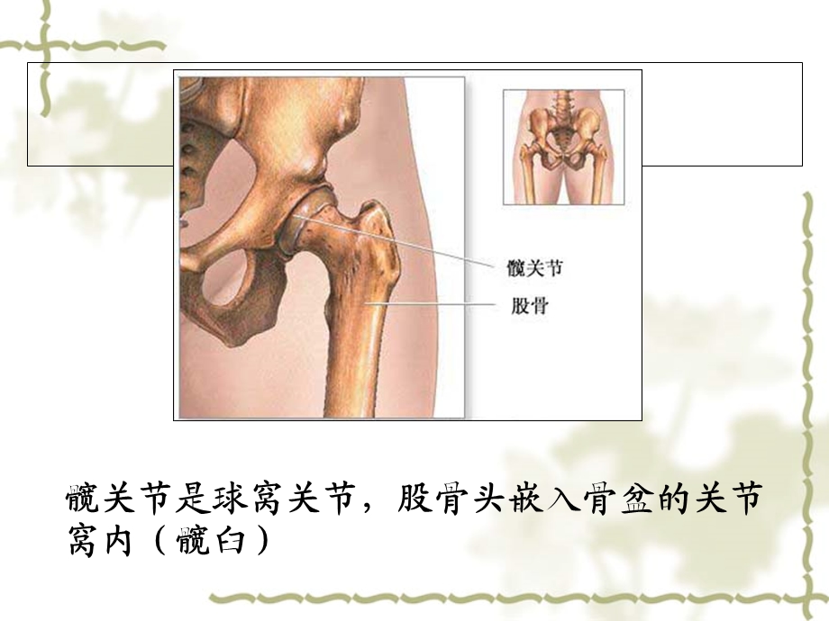 《髋关节置换术》PPT课件.ppt_第3页