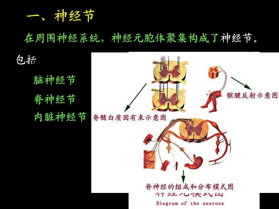 《脊神经解剖》PPT课件.ppt_第3页