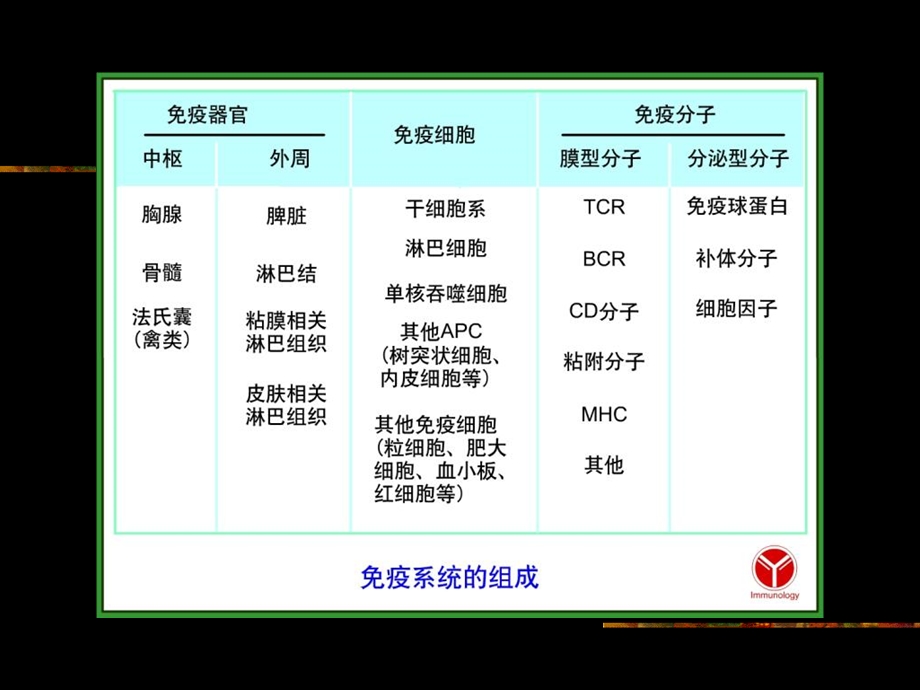 《吞噬细胞和T细胞》PPT课件.ppt_第2页