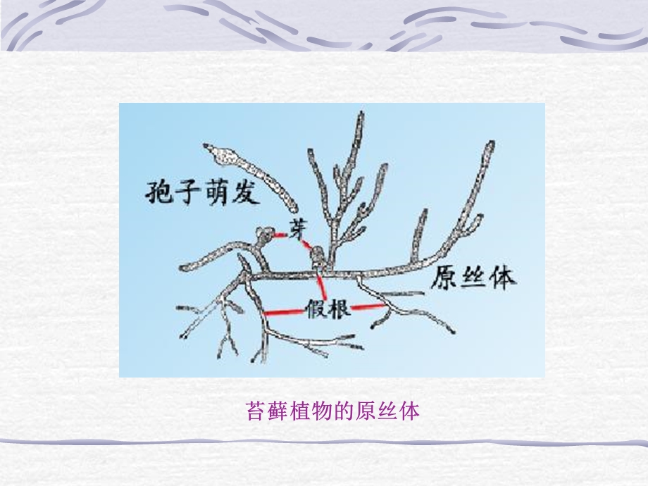 《苔藓植物门》PPT课件.ppt_第3页