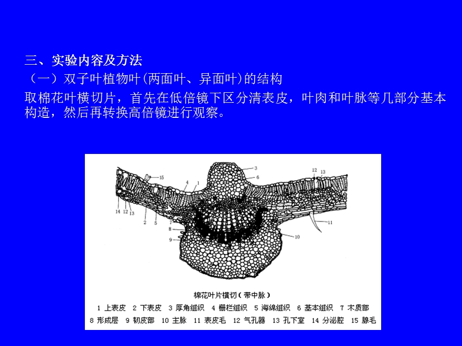 734实验六 叶的结构、不同生境下植物叶片结构的比较观察.ppt_第3页