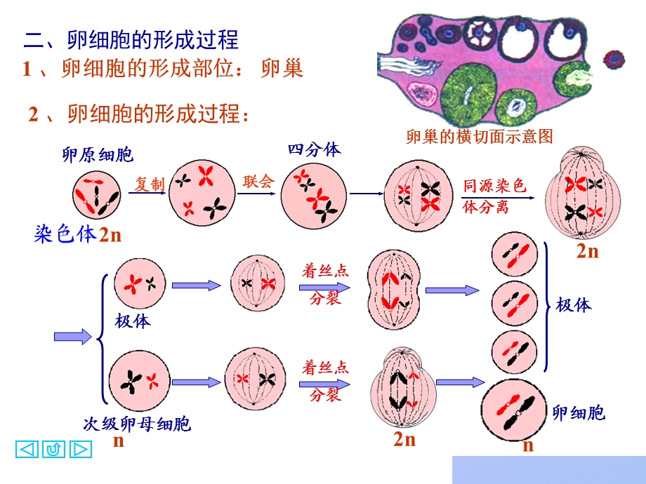 《精子的形成过程》PPT课件.ppt_第2页