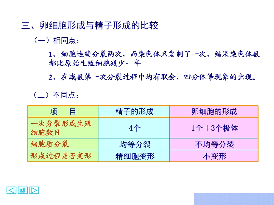 《精子的形成过程》PPT课件.ppt_第3页