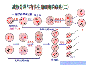 《精子的形成过程》PPT课件.ppt