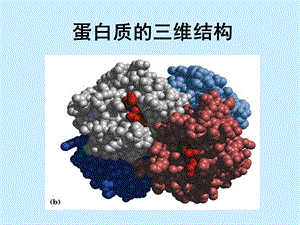 《蛋白质的三维结构》PPT课件.ppt