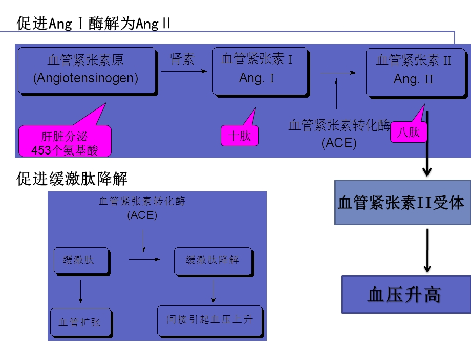 血管紧张素转化酶抑制剂与血管紧张素II受体拮抗剂.ppt_第3页