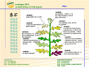 《番茄缺素症图谱》PPT课件.ppt