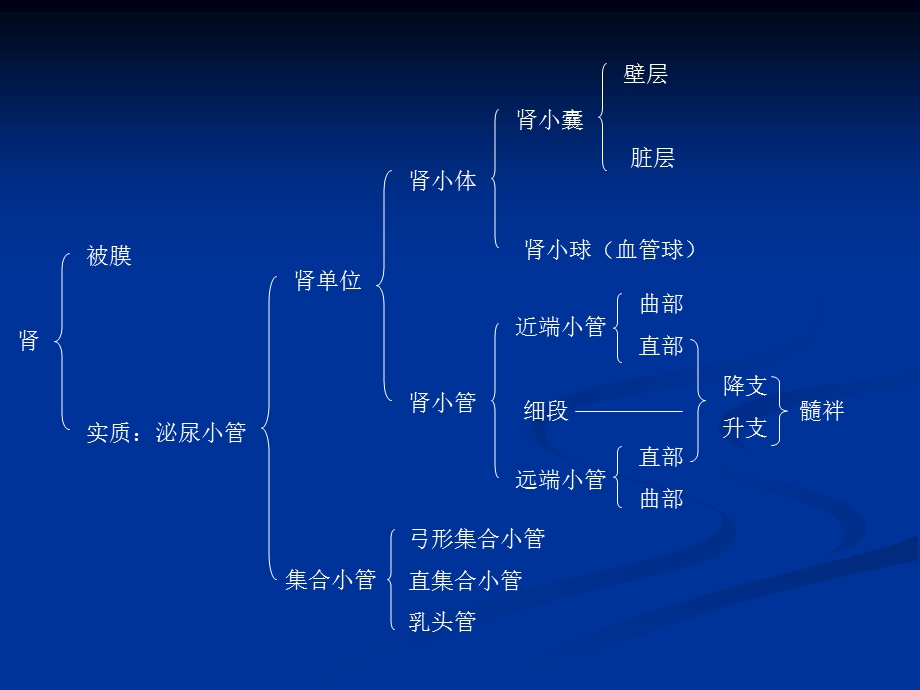 《肾的组织结构》PPT课件.ppt_第1页