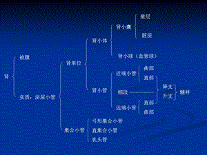 《肾的组织结构》PPT课件.ppt