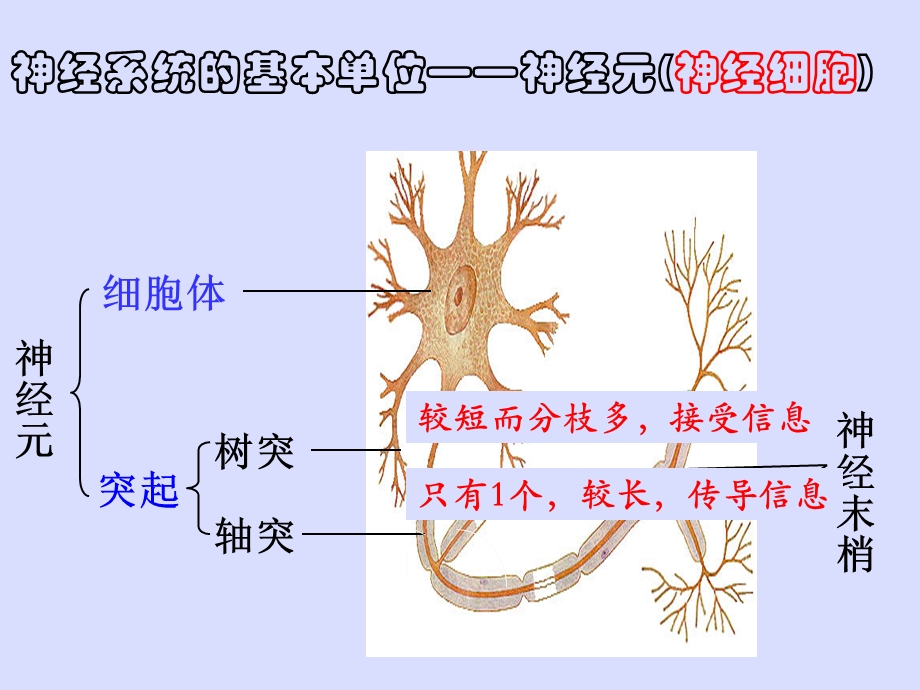 苏科版八上第十六章第一节人体的神经调节共39张PPT.ppt_第2页