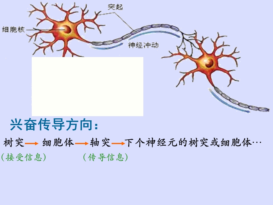 苏科版八上第十六章第一节人体的神经调节共39张PPT.ppt_第3页