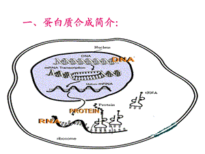 《蛋白质合成简》PPT课件.ppt