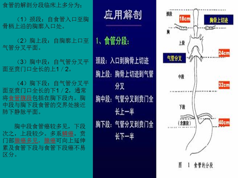 《食管的解剖分段》PPT课件.ppt_第2页