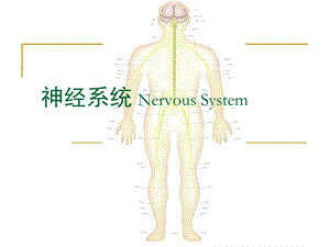 《神经系统研究》PPT课件.ppt