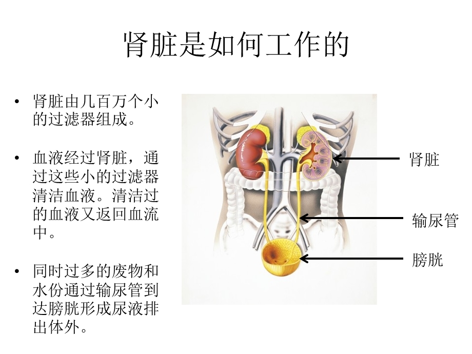 《腹透培训课程》PPT课件.ppt_第3页