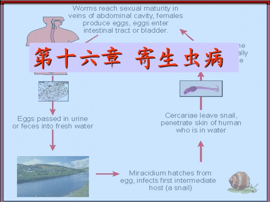 《寄生虫病本科》PPT课件.ppt_第1页