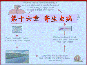 《寄生虫病本科》PPT课件.ppt