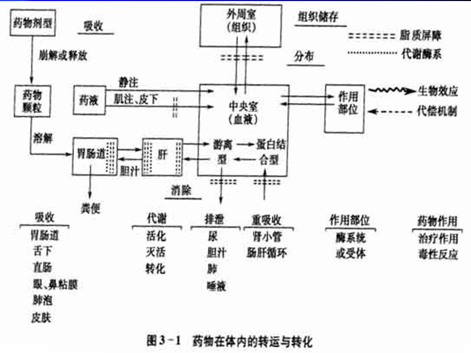 《药动影响》PPT课件.ppt_第3页