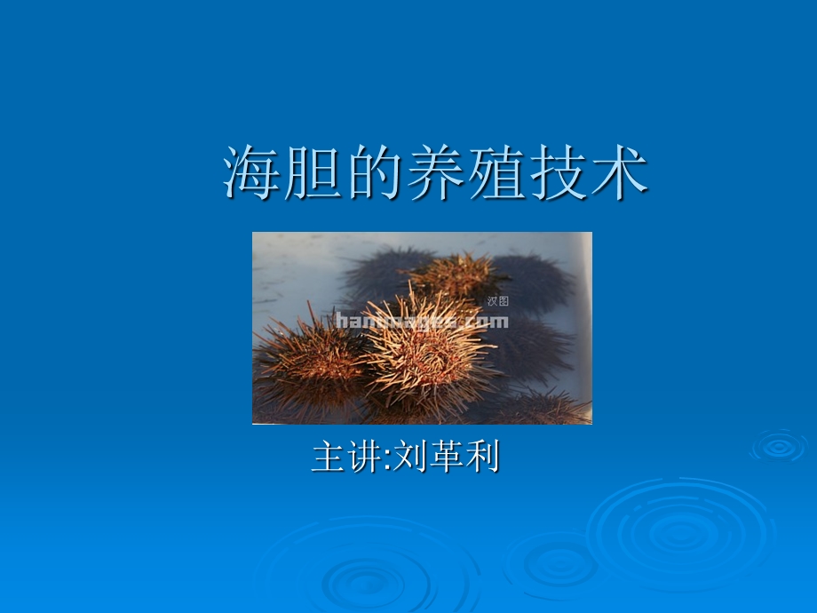 《海胆的养殖技术》PPT课件.ppt_第1页