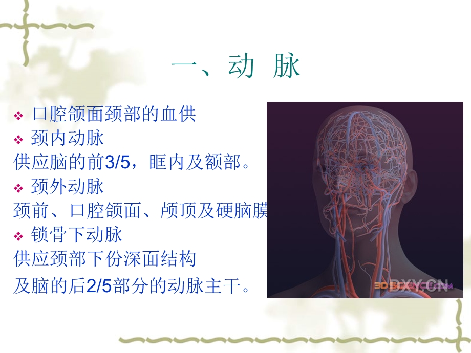 《血管淋巴神经》PPT课件.ppt_第2页