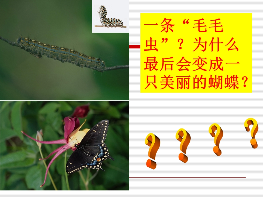 一条毛毛虫为什么最后会变成一只美丽的蝴蝶.ppt_第2页