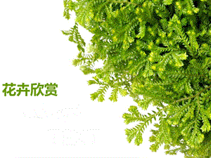 《花卉欣赏》PPT课件.ppt