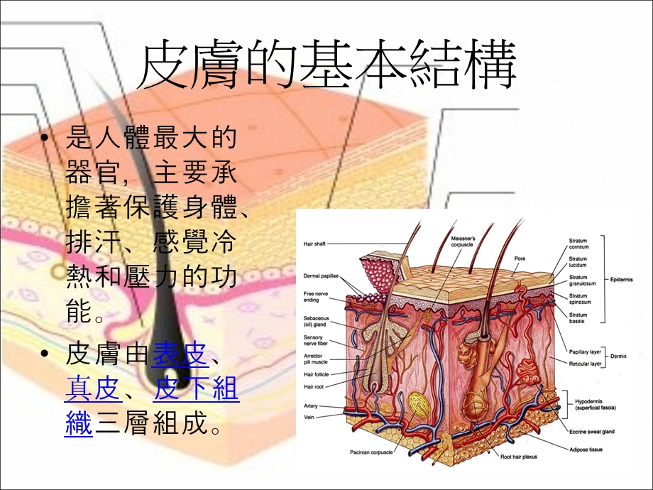 《皮肤日常护理》PPT课件.ppt_第2页