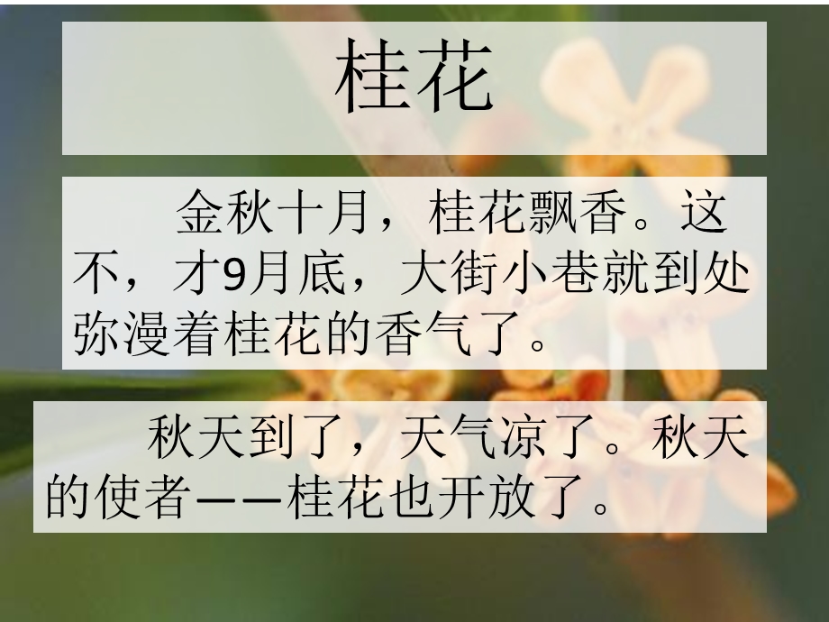 《桂花作文》PPT课件.ppt_第2页