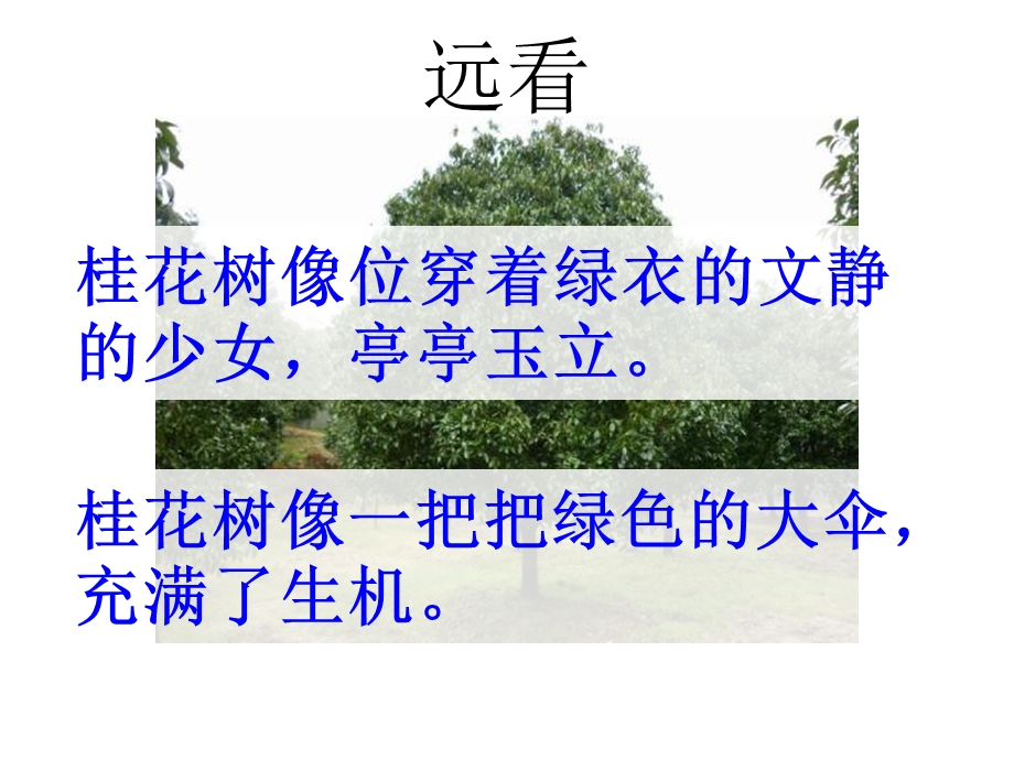 《桂花作文》PPT课件.ppt_第3页